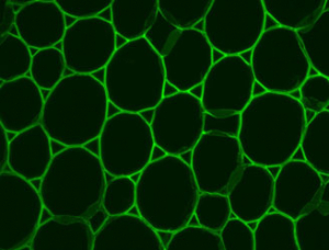 Pectic polysaccharide, homogalacturonan (monoclonal, clone LM19) in the group Antibodies for Plant/Algal / Cell Wall / Dr. Knox collection, University of Leeds at Agrisera AB (Antibodies for research) (AS18 4191)